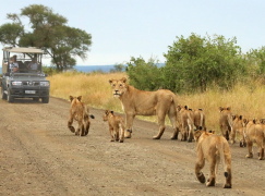 Kruger Park Safari: A memorable Event