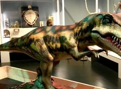 How To Host An Amazing Dinosaur Exhibition?