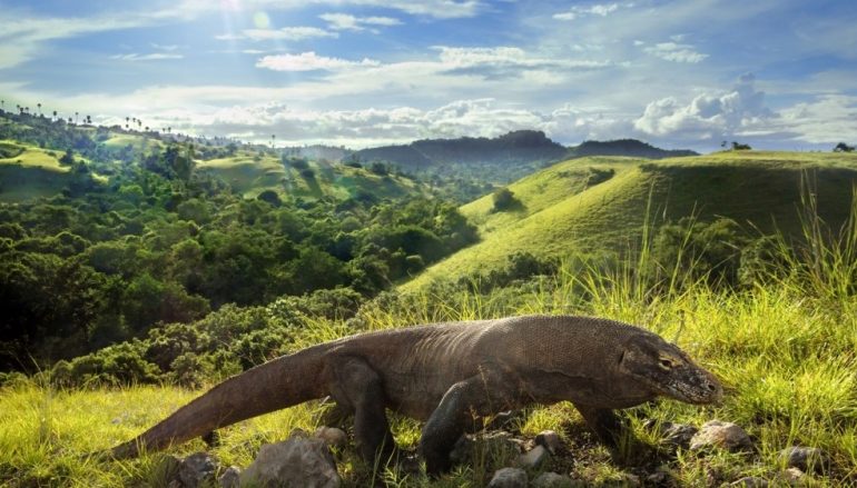 Things to see on a Komodo Island Cruise