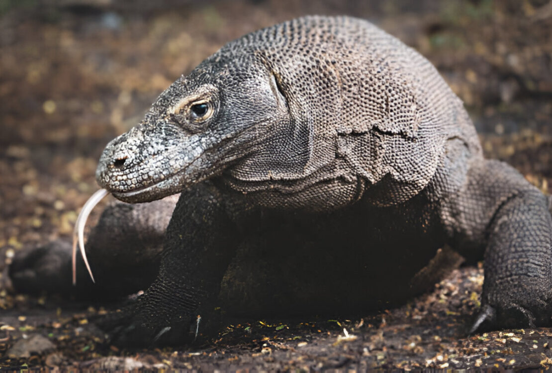 Komodo Dragon