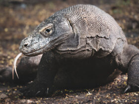 Komodo Dragon