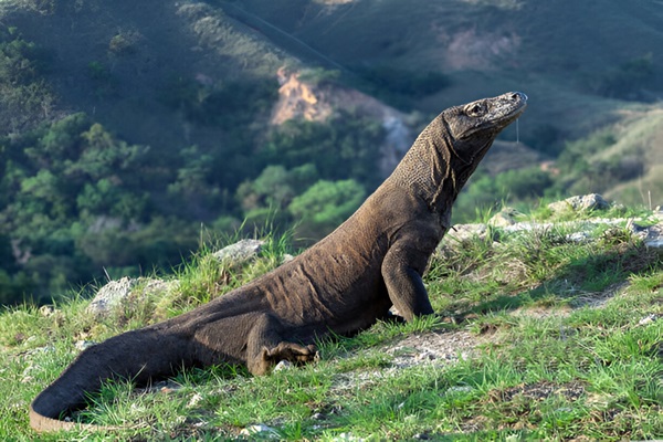 Komodo Dragon